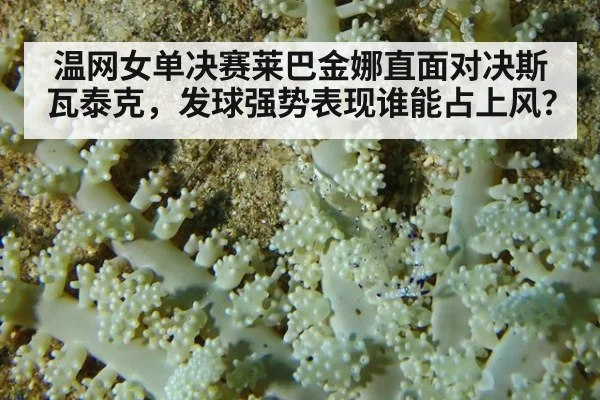 温网女单决赛莱巴金娜直面对决斯瓦泰克,发球强势表现谁能占上风?